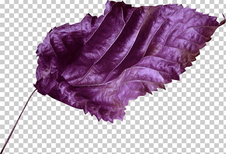 Violet Lilac Purple PNG, Clipart, Author, Color, Leaf, Lilac, Magenta Free PNG Download