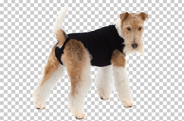 Wire Hair Fox Terrier Elizabethan Collar Pet T-shirt Suit PNG, Clipart, Carnivoran, Clothing, Collar, Companion Dog, Dog Free PNG Download
