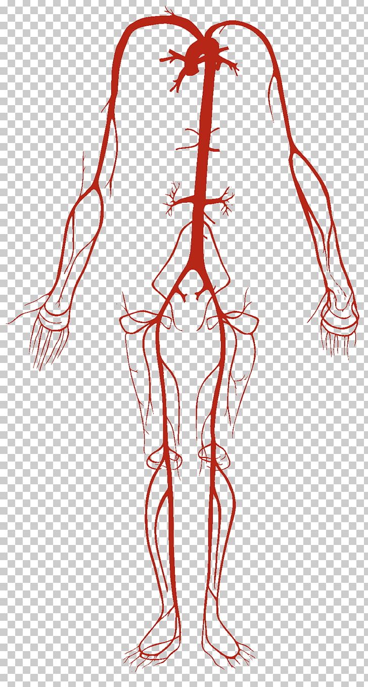 Artery Vein Circulatory System Human Body Blood Vessel PNG, Clipart, Abdomen, Anatomy, Arm, Cap, Circulatory System Free PNG Download