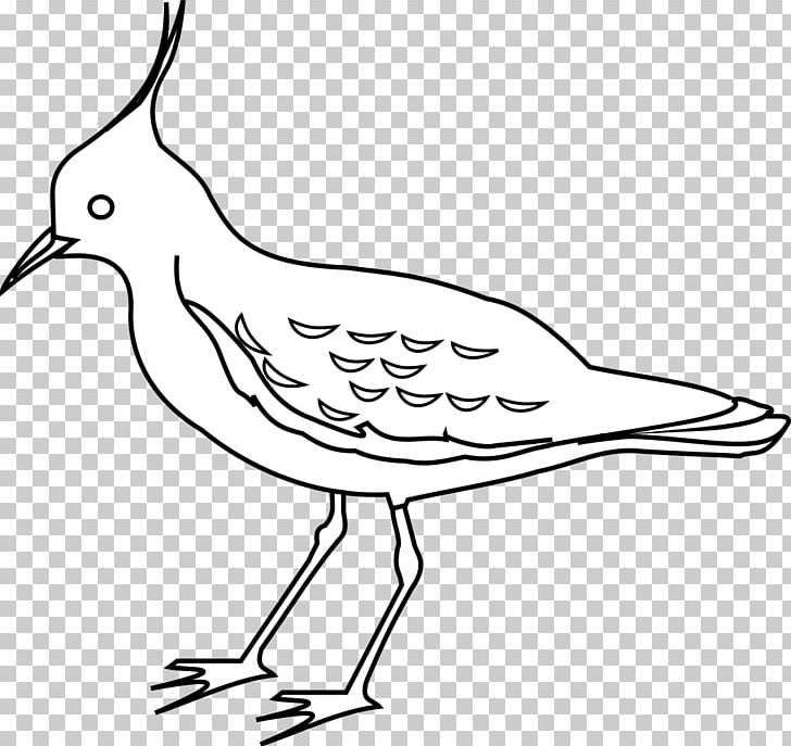 Bird Drawing Northern Lapwing PNG, Clipart, Animals, Artwork, Beak, Bird, Black And White Free PNG Download