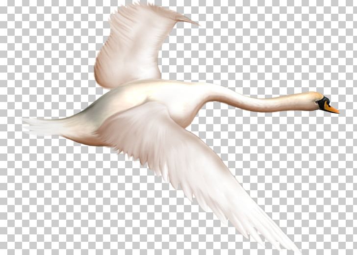 Cygnini Bird The Magic Swan Geese PNG, Clipart, Adobe Illustrator, Animals, Arm, Beak, Bird Free PNG Download