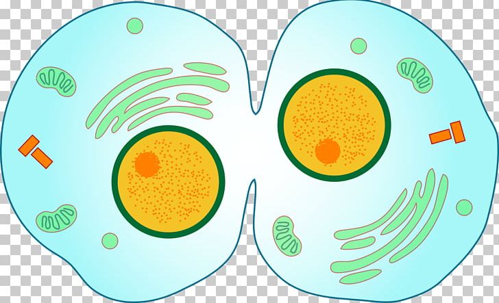 Cytokinesis Mitosis Cell Division Meiosis PNG, Clipart, Anaphase, Animal Cells, Area, Biology, Cell Free PNG Download