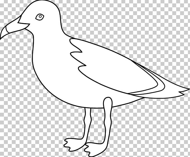 Gulls Bird Drawing PNG, Clipart, Area, Art, Artwork, Beak, Bird Free PNG Download