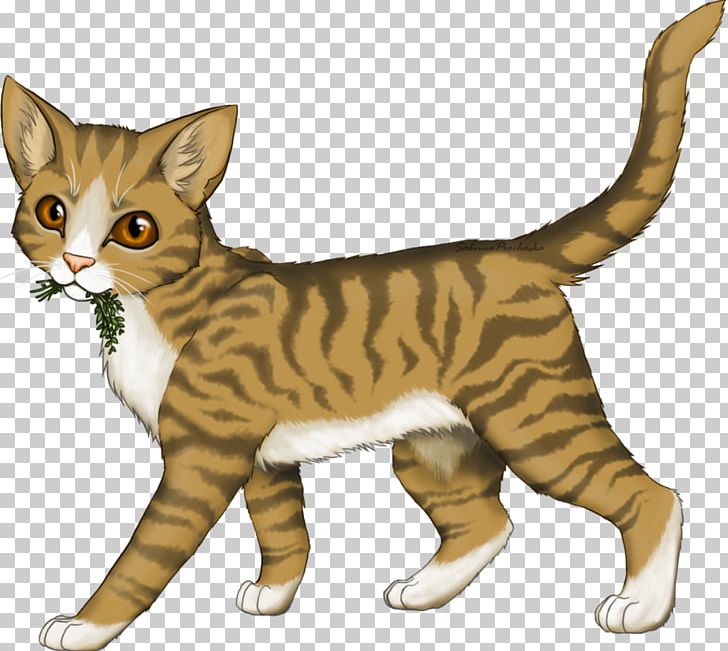 Medicine Cat Warriors Leafpool Squirrelflight PNG, Clipart, American Wirehair, Animals, Carnivoran, Cat, Cat Like Mammal Free PNG Download