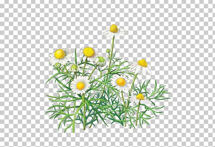 Chamomile PNG, Clipart, Chamaemelum Nobile, Chamomile, Chamomile Flower, Chrysanths, Daisy Free PNG Download