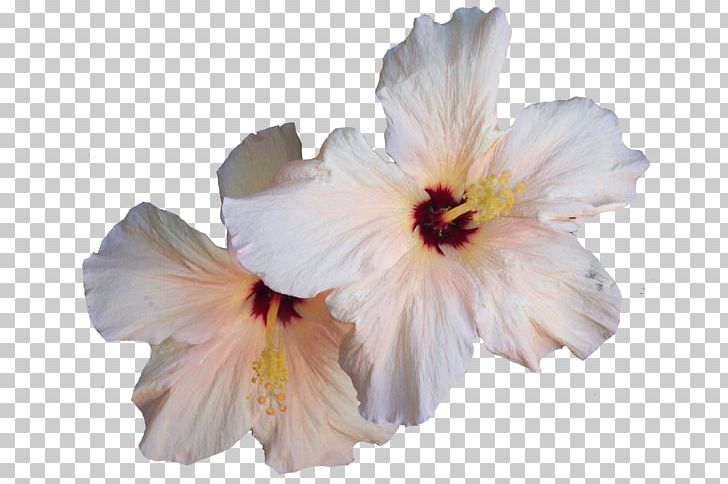 Hibiscus PNG, Clipart, Chinese Hibiscus, Digital Image, Document, Download, Flower Free PNG Download