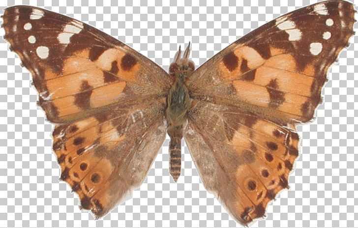 Nymphalidae Butterfly New York Movie Vanessa Cardui Red Admiral PNG, Clipart, Arthropod, Bombycidae, Brush Footed Butterfly, Butterflies And Moths, Butterfly Free PNG Download