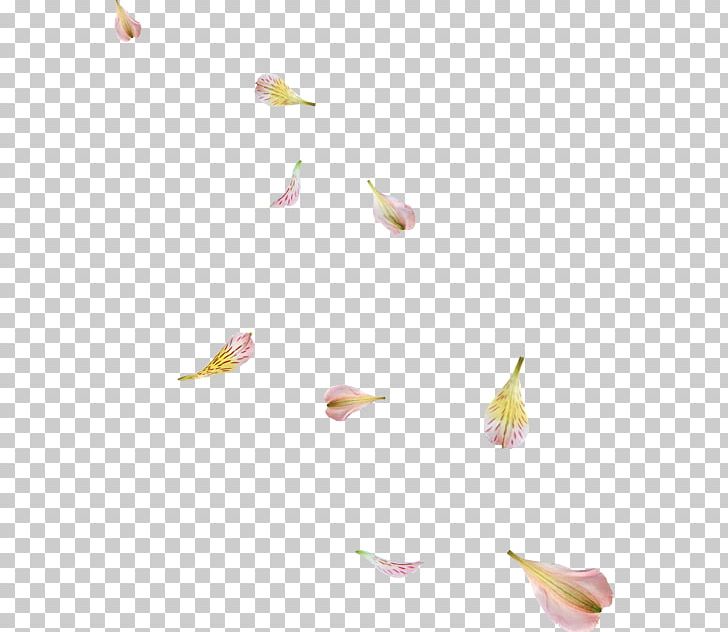 Petal Flower Leaf PNG, Clipart, Blog, Branch, Color, Drawing, Editing Free PNG Download