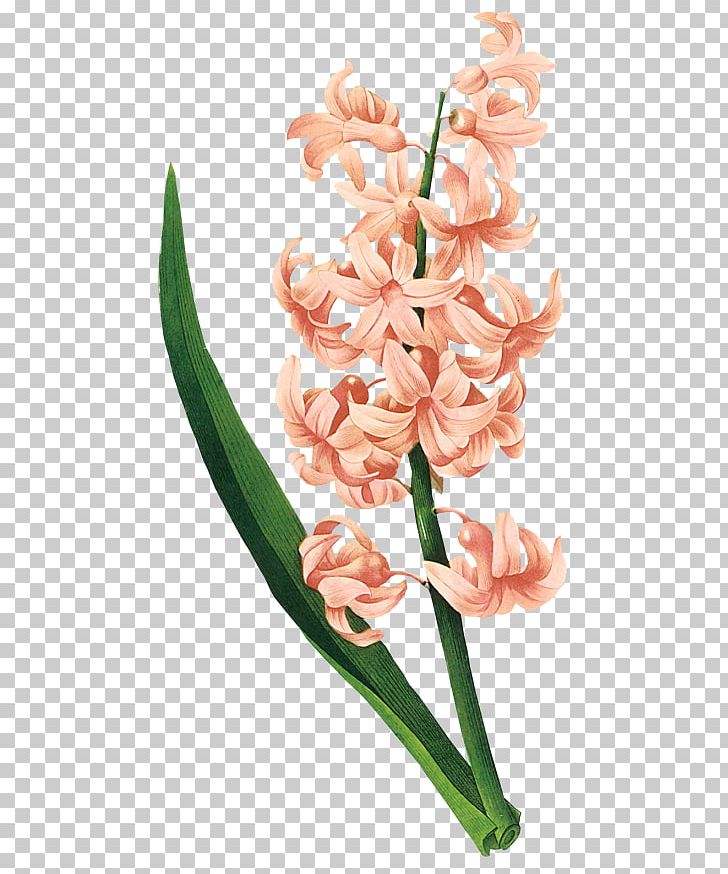 Choix Des Plus Belles Fleurs Hyacinth Botanical Illustration Botany PNG, Clipart, Belles, Botanical Illustration, Botany, Fleurs, Hyacinth Free PNG Download