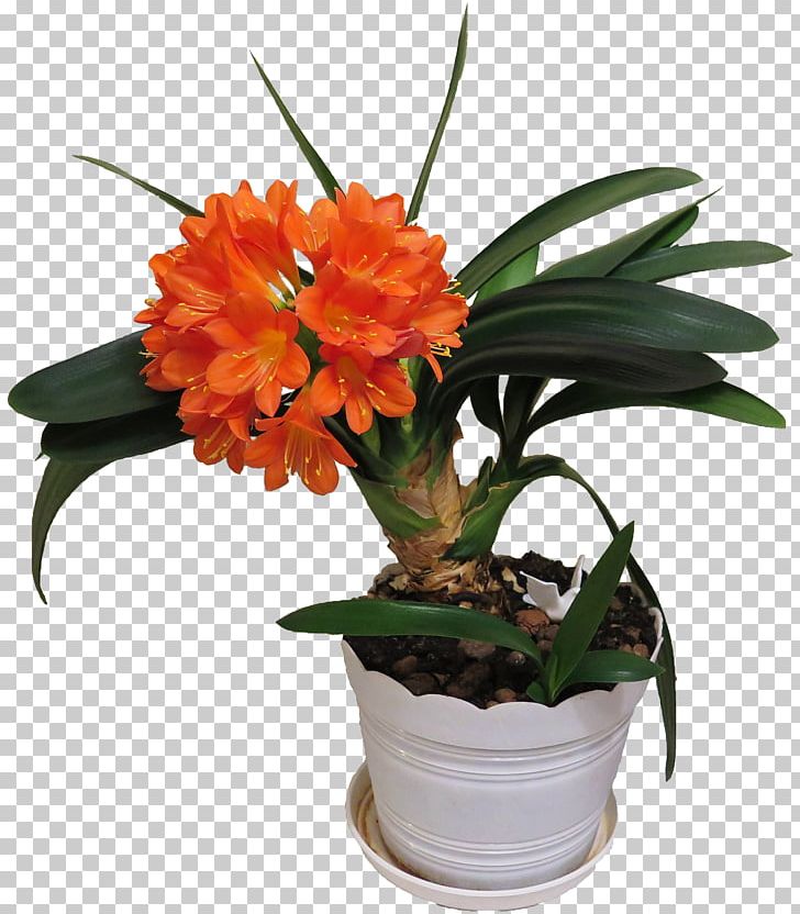 Clivia Cut Flowers Ornamental Plant Houseplant PNG, Clipart, Blossom, Clivia, Cut Flowers, Dracaena, Flower Free PNG Download