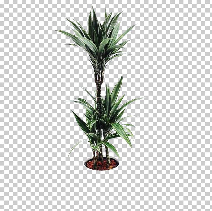 Flowerpot Floristry Dracaena Vase PNG, Clipart, Arecales, Ceramic, Dracaena, Evergreen, Floristry Free PNG Download