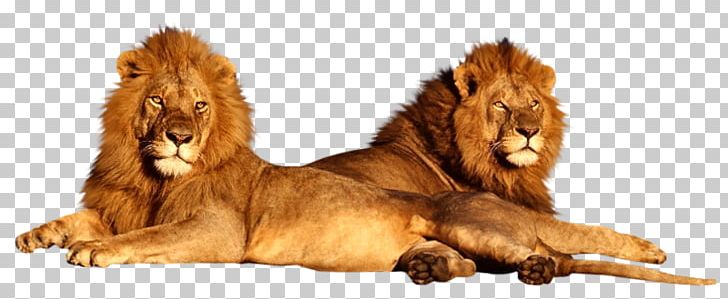 Lion Felidae Serengeti Hippopotamus Wildlife PNG, Clipart, Africa, Animal, Animal Figure, Animals, Big Cat Free PNG Download