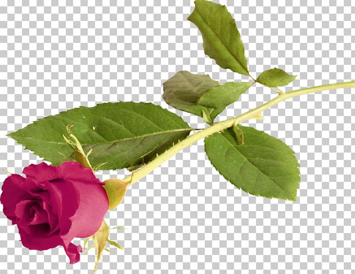 Rose Love Flower Gratitude PNG, Clipart, Black Panther, Branch, Bud, Company, Desktop Wallpaper Free PNG Download