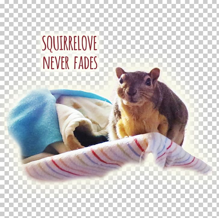 Squirrelove Rodent Nut Pie PNG, Clipart, Animals, Eating, Facebook Messenger, Fauna, Marsupial Free PNG Download