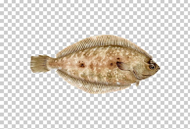 Flounder Sole Seafood Watch Barbecue PNG, Clipart, Barbecue, Bony Fish, Fauna, Fish, Fishing Free PNG Download