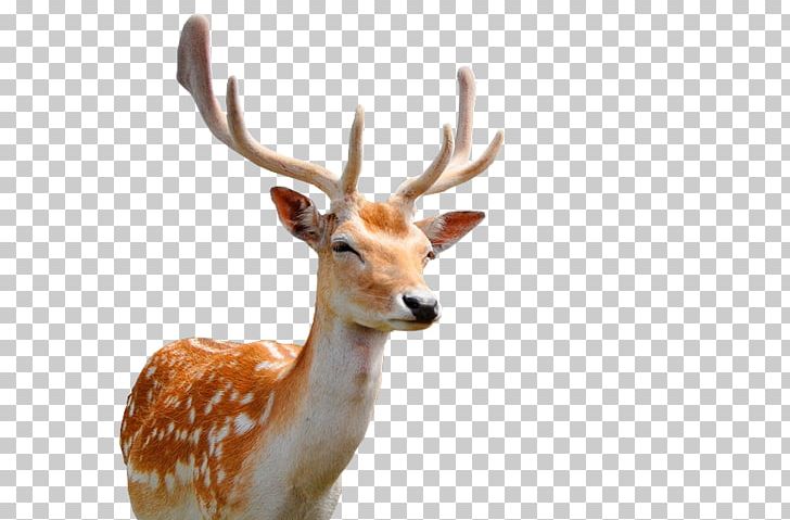 High Efficiency Video Coding Deer Android 64-bit Computing Amlogic PNG, Clipart, 4k Resolution, 64bit Computing, Android 71, Android Tv, Animal Free PNG Download