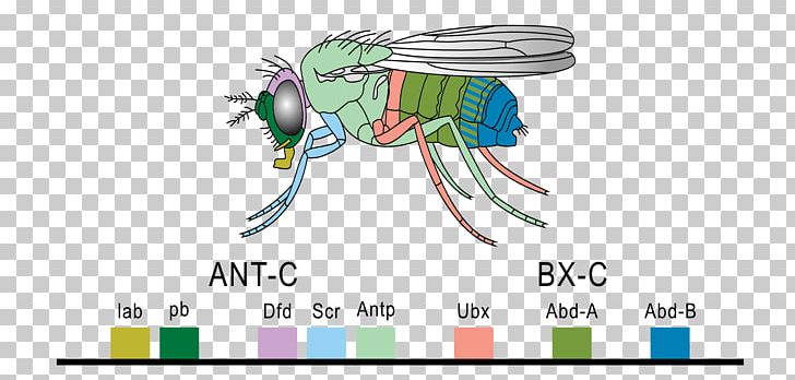 Homeobox Hox Gene Common Fruit Fly Homeotic Gene PNG, Clipart, 3d Modeling, Art, Biology, Cartoon, Common Fruit Fly Free PNG Download