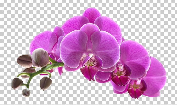Orchids Flower Purple PNG, Clipart, Beautiful, Beautiful Flowers, Bones, Dendrobium, Flora Free PNG Download