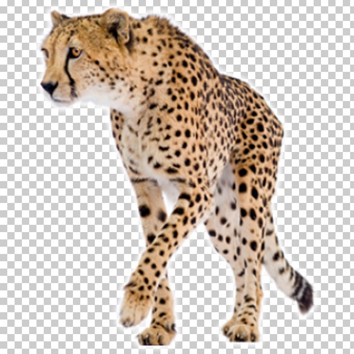 Chemistry For The Biosciences: The Essential Concepts Cheetah Basic Bioscience Laboratory Techniques: A Pocket Guide Physical Chemistry For The Biosciences PNG, Clipart, Animals, Big Cats, Biology, Black, Carnivoran Free PNG Download