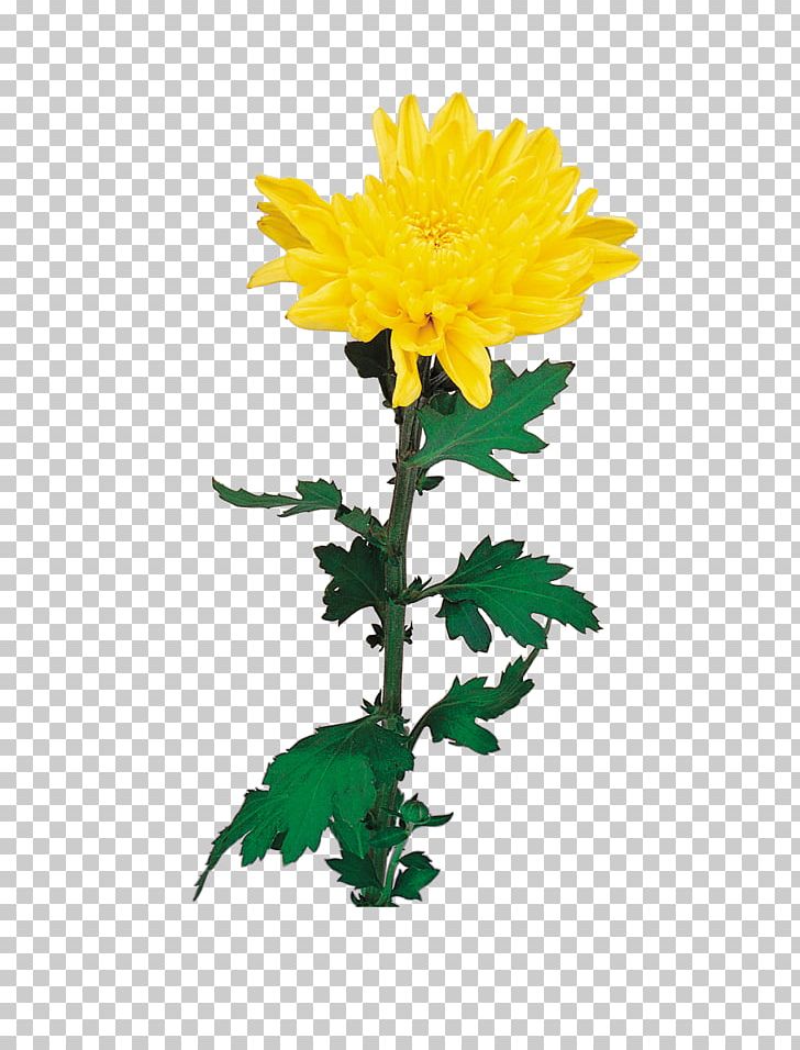 Chrysanthemum Flower Euclidean PNG, Clipart, Chrysanthemum Chrysanthemum, Chrysanthemums, Daisy Family, Encapsulated Postscript, Flowerpot Free PNG Download