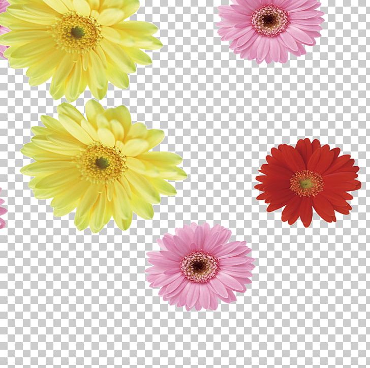 Common Daisy Chrysanthemum Indicum Flower Transvaal Daisy PNG, Clipart, Annual Plant, Chrysanthemum Chrysanthemum, Chrysanthemums, Dahlia, Daisy Family Free PNG Download