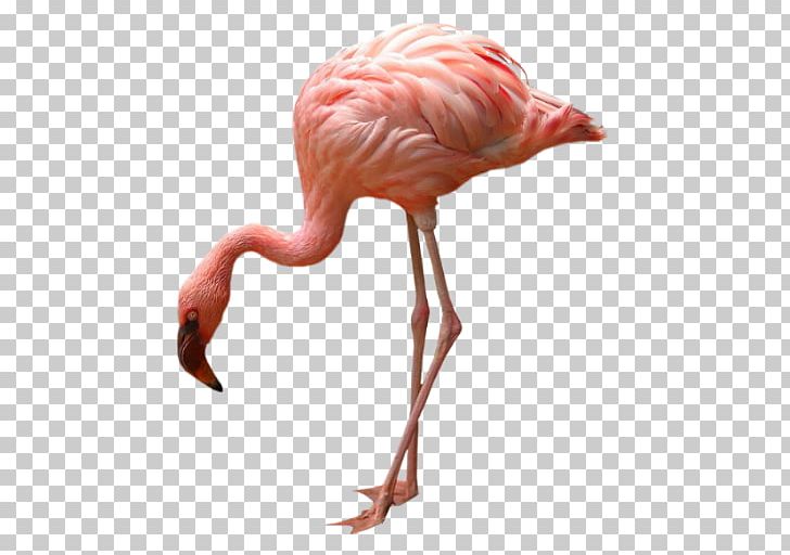 Greater Flamingo Bird Flamingos PNG, Clipart, Animaatio, Animal, Beak, Bird, Fauna Free PNG Download