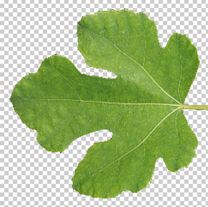 Leaf Tree Texture Mapping Blender PNG, Clipart, 3d Computer Graphics, Blender, Fern, Grape Leaves, Leaf Free PNG Download