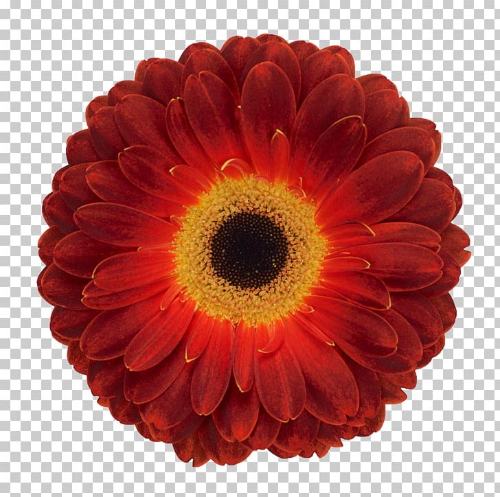 Transvaal Daisy Florist Holland B.V. Cut Flowers Product Floristry PNG, Clipart, Black, Chrysanthemum, Chrysanths, Color, Cut Flowers Free PNG Download