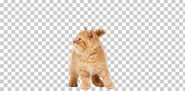 Cats PNG, Clipart, Cats Free PNG Download