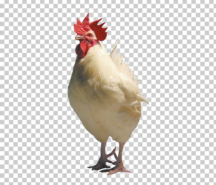 Leghorn Chicken Broiler Cornish Chicken Australorp Rooster PNG, Clipart, Australorp, Beak, Bird, Breed, Broiler Free PNG Download
