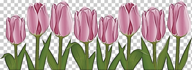 Flower Border Flower Background Floral Line PNG, Clipart, Bud, Crocus, Cut Flowers, Floral Line, Flower Free PNG Download