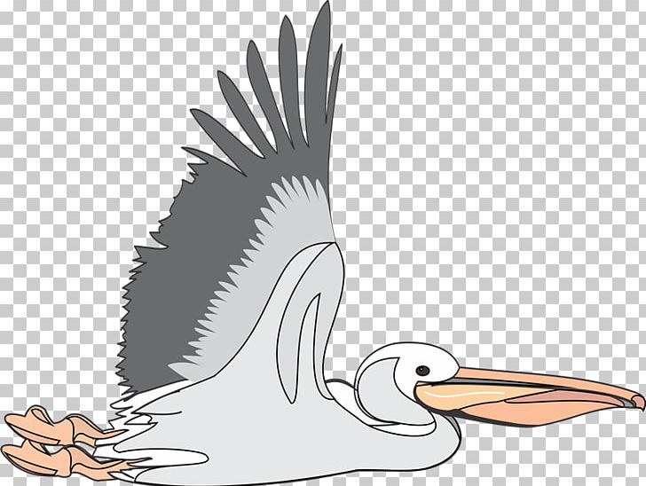 Brown Pelican PNG, Clipart, Beak, Bird, Bird Of Prey, Brown Pelican, Cartoon Free PNG Download