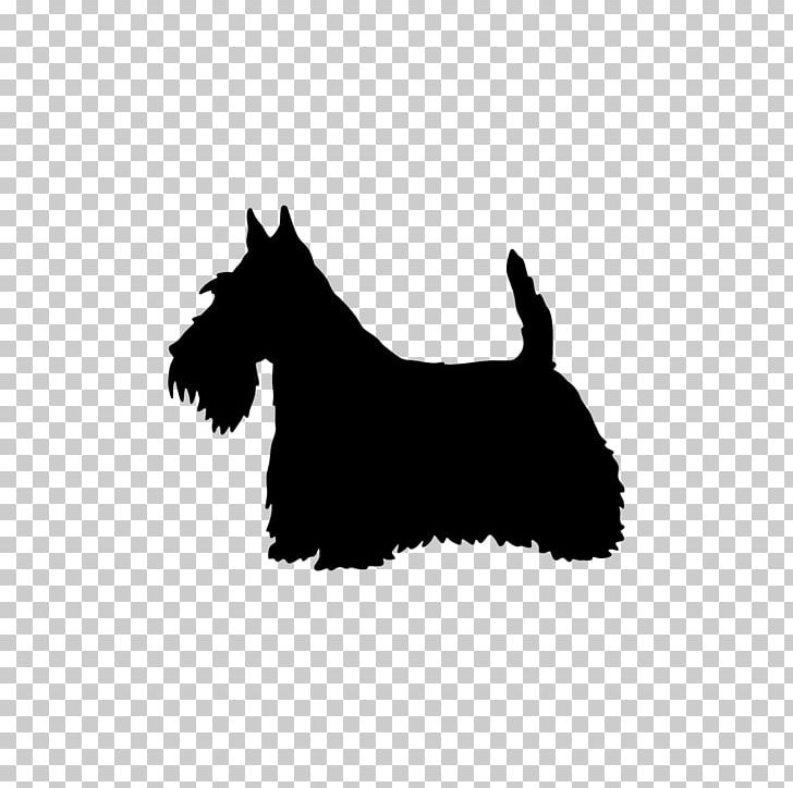 Scottish Terrier West Highland White Terrier Border Terrier Soft-coated Wheaten Terrier Miniature Schnauzer PNG, Clipart, Animals, Black, Black And White, Carnivoran, Dachshund Free PNG Download