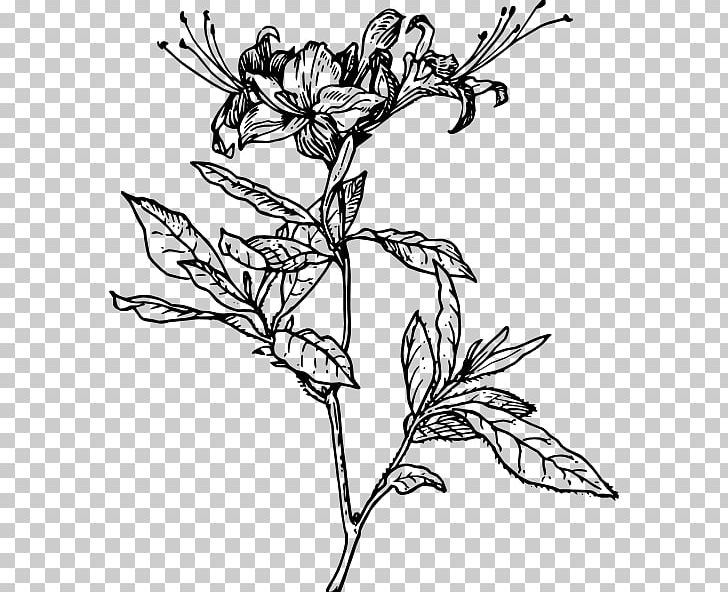 Azalea Drawing Rhododendron PNG, Clipart, Amaryllis Family, Art, Artwork, Azalea, Black And White Free PNG Download