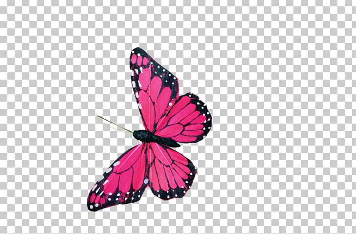 Butterfly Color PNG, Clipart, Arthropod, Brush Footed Butterfly, Butterfly, Butterfly Net, Color Free PNG Download