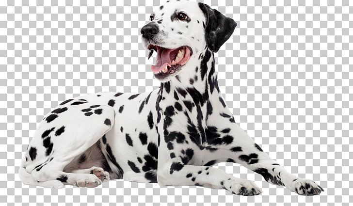 Dalmatian Dog Dog Breed Companion Dog Puppy Non-sporting Group PNG, Clipart, Animals, Book, Breed, Carnivoran, Companion Dog Free PNG Download