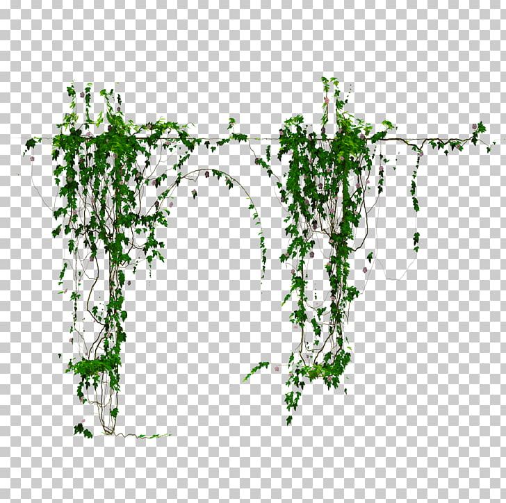 Floral Design Vine Plant Stem PNG, Clipart, Art, Art Museum, Branch, Das Productions Inc, Daz Studio Free PNG Download