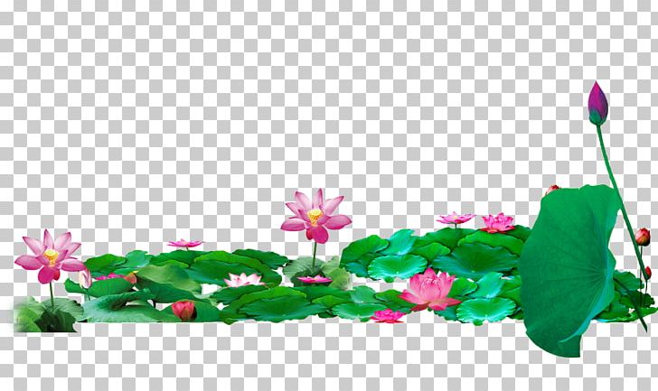Lotus Pond Nelumbo Nucifera PNG, Clipart, Border, Flora, Floral Design, Flower, Flowering Plant Free PNG Download