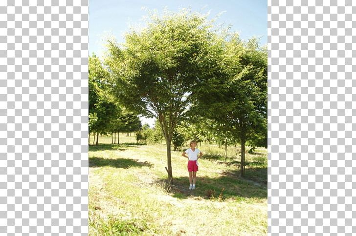 Shade Tree American Sycamore Erythrina Coralloides Evergreen PNG, Clipart, American Sycamore, Blue Spruce, Ecosystem, Erythrina, Evergreen Free PNG Download