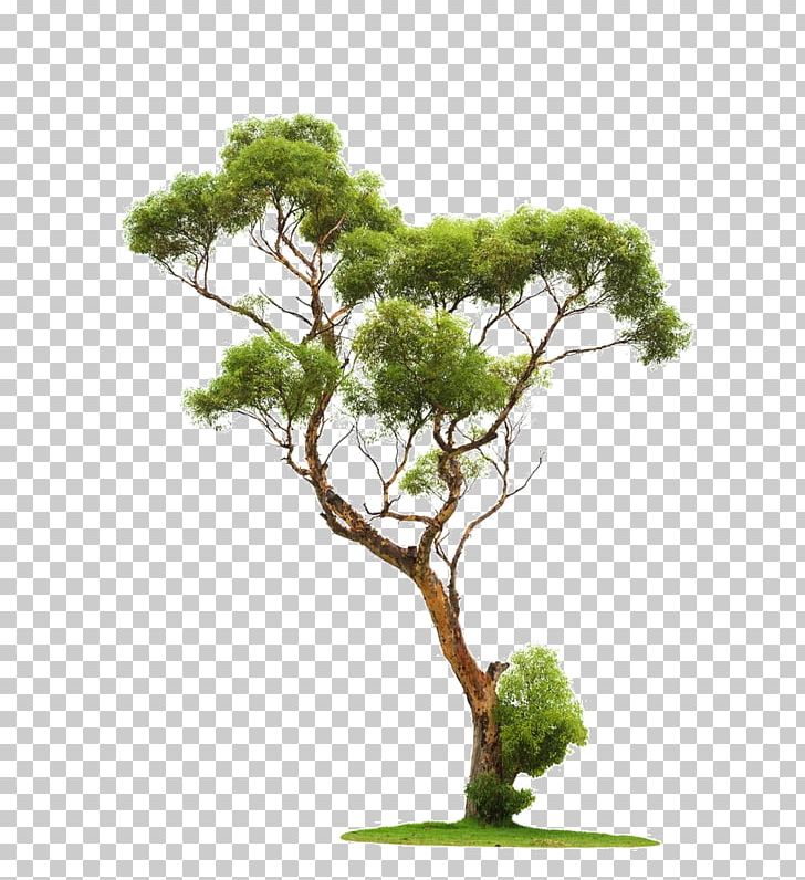Tree Architectural Rendering Stone Pine PNG, Clipart, Architectural Rendering, Branch, Download, Evergreen, Flowerpot Free PNG Download