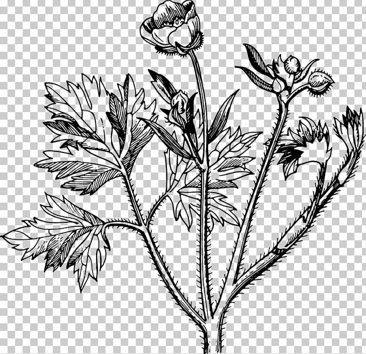 Buttercup PNG, Clipart, Aquatic Plants, Black And White, Branch, Buttercup, Commodity Free PNG Download