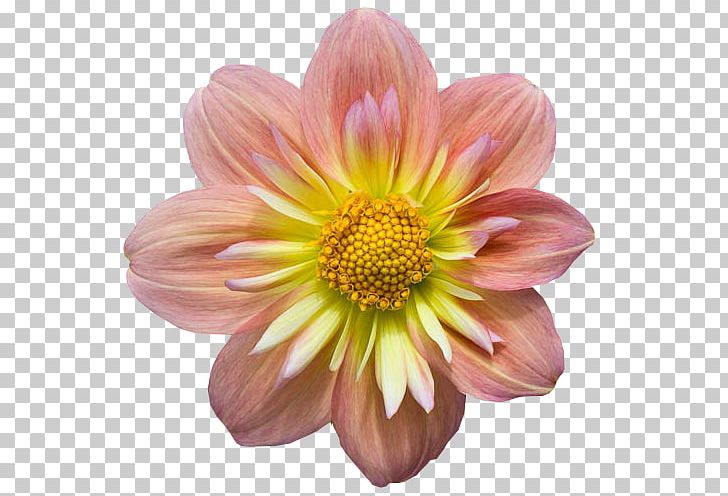 Dahlia Flower Petal Plant Rose PNG, Clipart, Annual Plant, April Oneil, California Poppy, Chrysanthemum, Chrysanths Free PNG Download