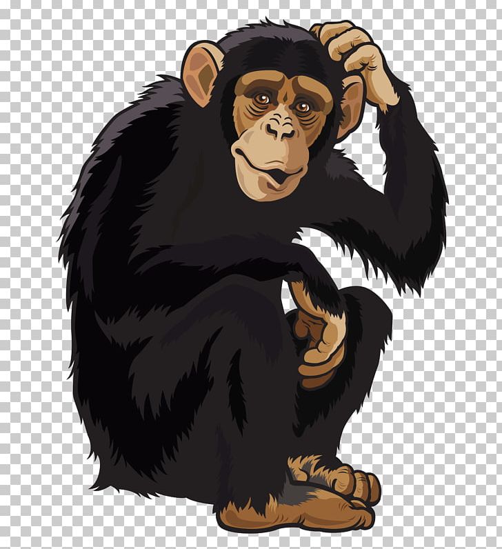 Orangutan Monkey PNG, Clipart, Animals, Bear, Carnivoran, Cartoon, Chimpanzee Free PNG Download