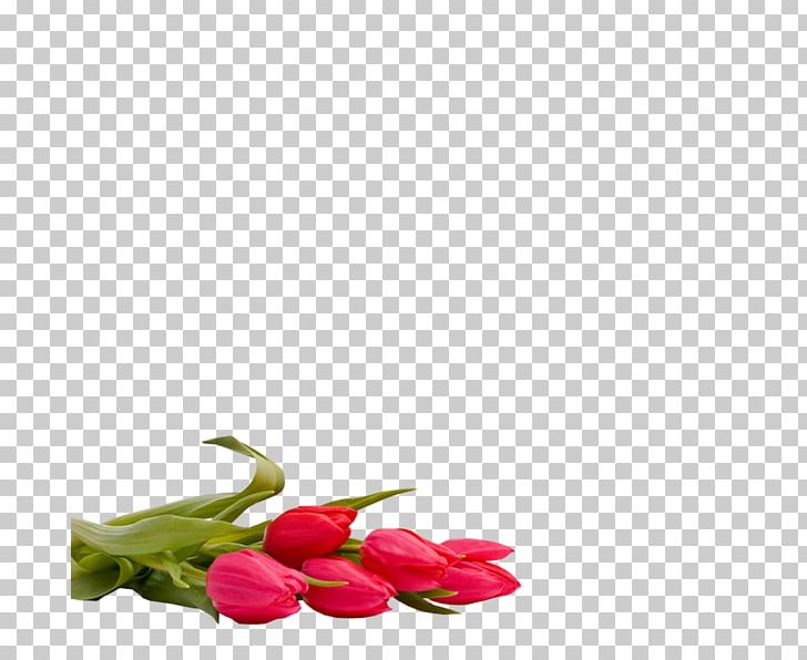 Tulip Cut Flowers Floral Design Still Life Photography PNG, Clipart, Cut Flowers, Floral Design, Flower, Flowering Plant, Flowers Free PNG Download