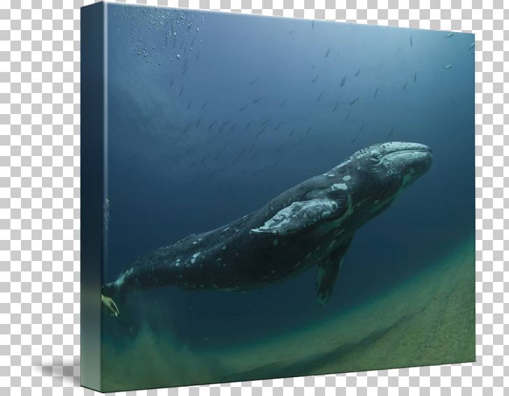 Wholphin Cetacea Water Marine Biology Dolphin PNG, Clipart, Aqua, Biology, Cetacea, Dolphin, Fauna Free PNG Download