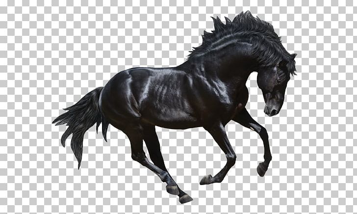 Andalusian Horse Stallion Friesian Horse Arabian Horse Gallop PNG, Clipart, Animal Figure, Arabian Horse, Bank, Black, Black And White Free PNG Download