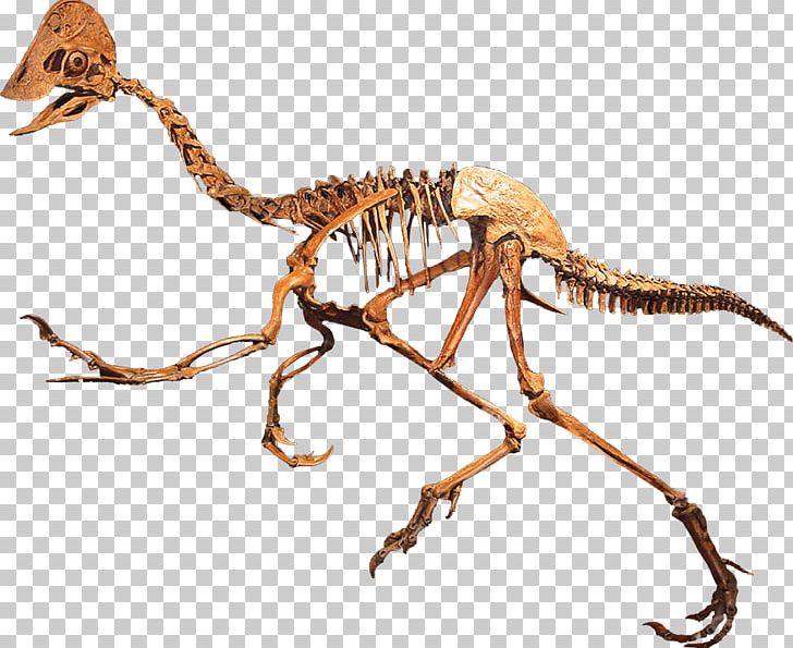 Anzu Wyliei Rocky Mountain Dinosaur Resource Center Oviraptoridae Maniraptora PNG, Clipart, Bone, Bones, Caenagnathidae, Carnivoran, Dinosaur Free PNG Download