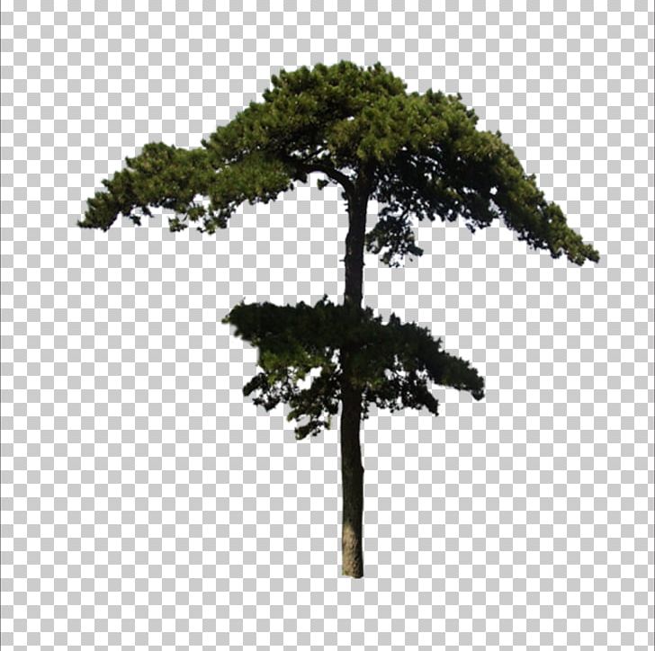 Paper Cedar Garden PNG, Clipart, Biome, Bonsai, Cedar, Conifer, Download Free PNG Download