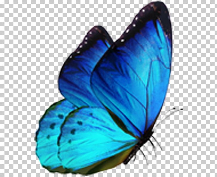 Butterfly Morpho Menelaus Blue PNG, Clipart, Blue, Blue Butterfly, Brush Footed Butterfly, Butterflies, Butterfly Free PNG Download