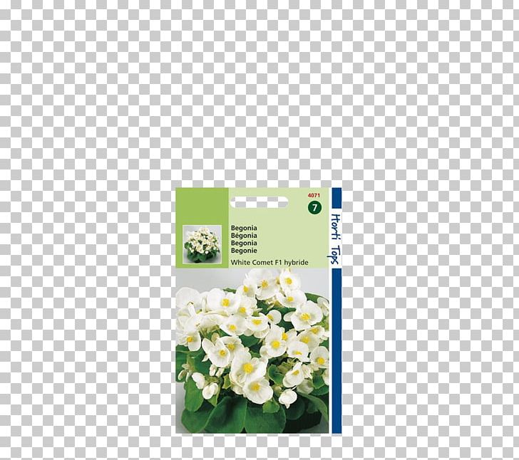 Les Bégonias Wax Begonia White Formula 1 Plants PNG, Clipart, Begonia, Botanical Name, Botany, Color, Comet Free PNG Download